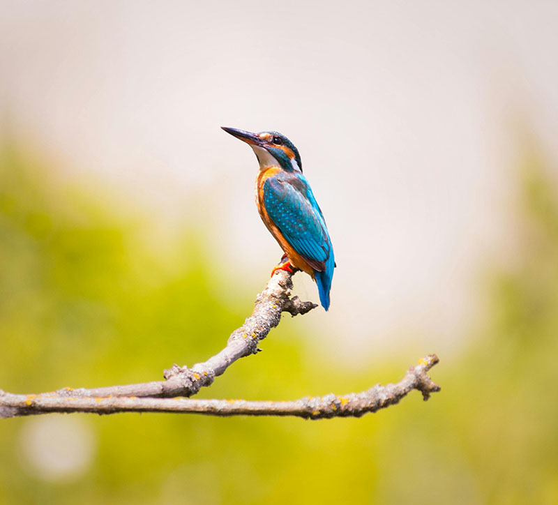Decrease-Demand-to-Preserve-Habitats